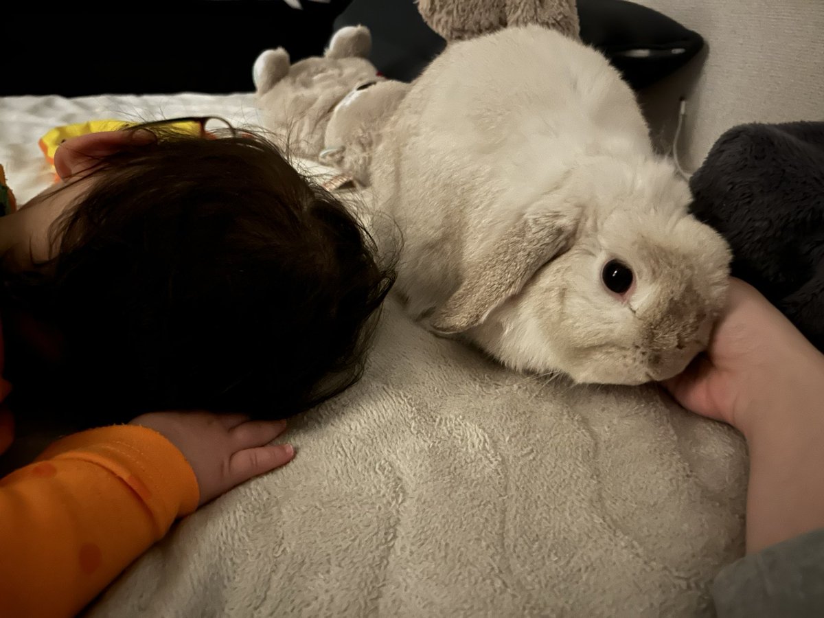 まふぃん君૮ ˙ ˟ ˙ ა (@LopMuffin) / Posts / X