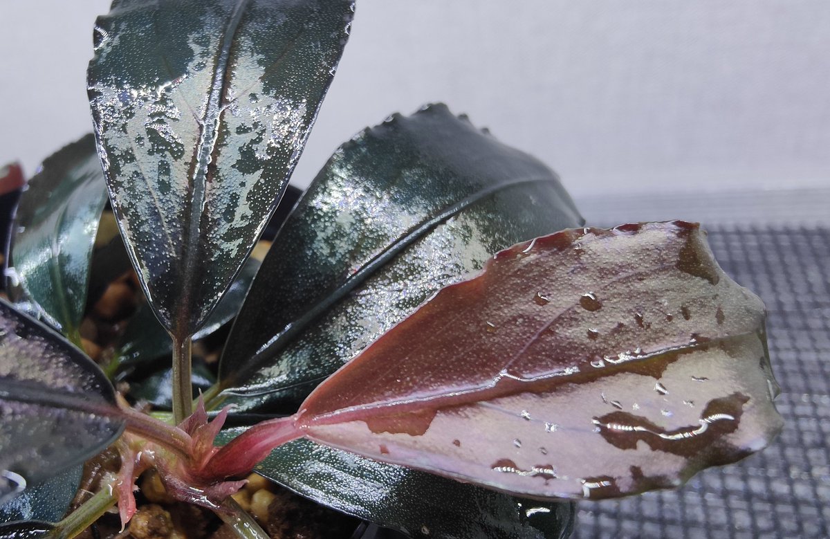 キボーデコ (@kiboudeko) / Posts / X