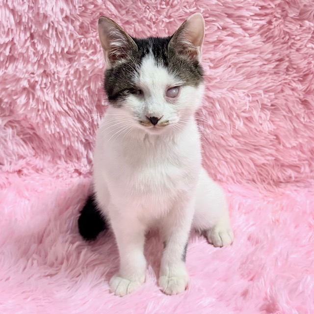 しあわせにゃんこ (@shiawasenyan_22) / Posts / X