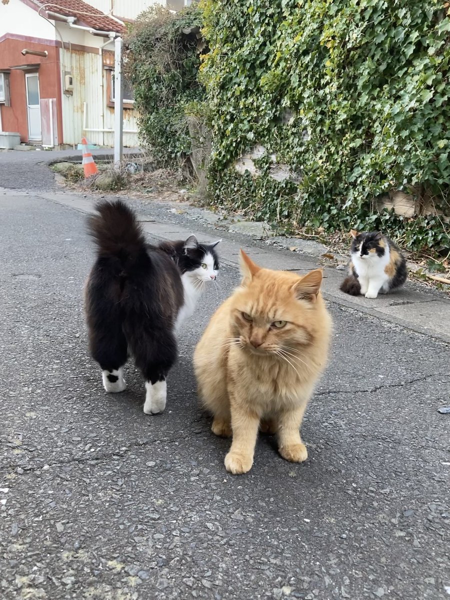 こちらもどうぞ😺 ルイーゼもやって来て、二代目ちゃめこ一家が揃い