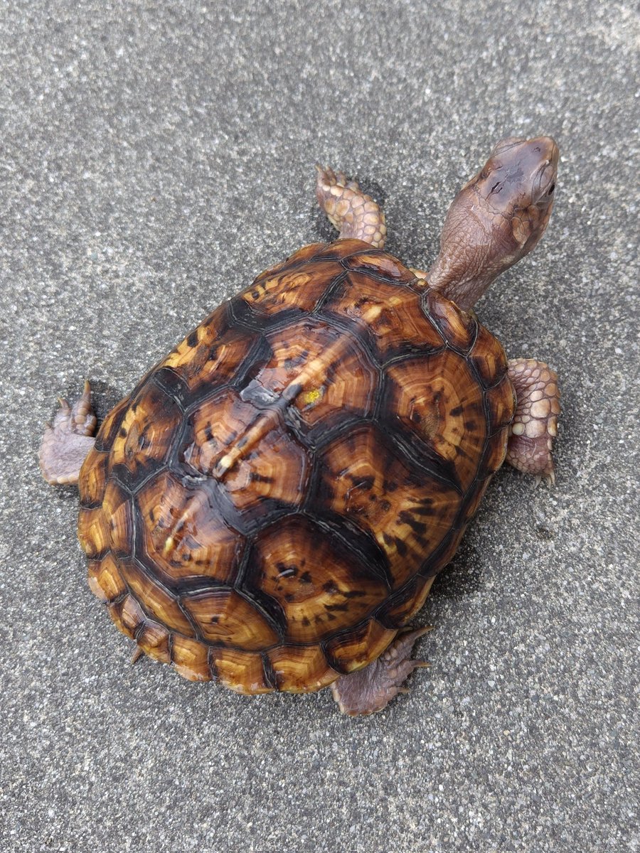 tito (@34_wgnc) / Posts / X