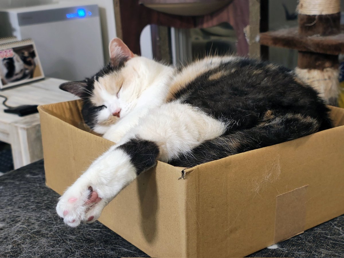 2月22日の夜ですにゃ🥰 #にゃんにゃんにゃんの日 #世界中の猫ちゃんに