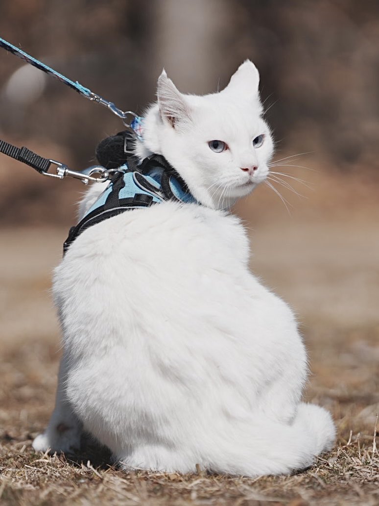 しろねこ (@Zk5Gb) / Posts / X