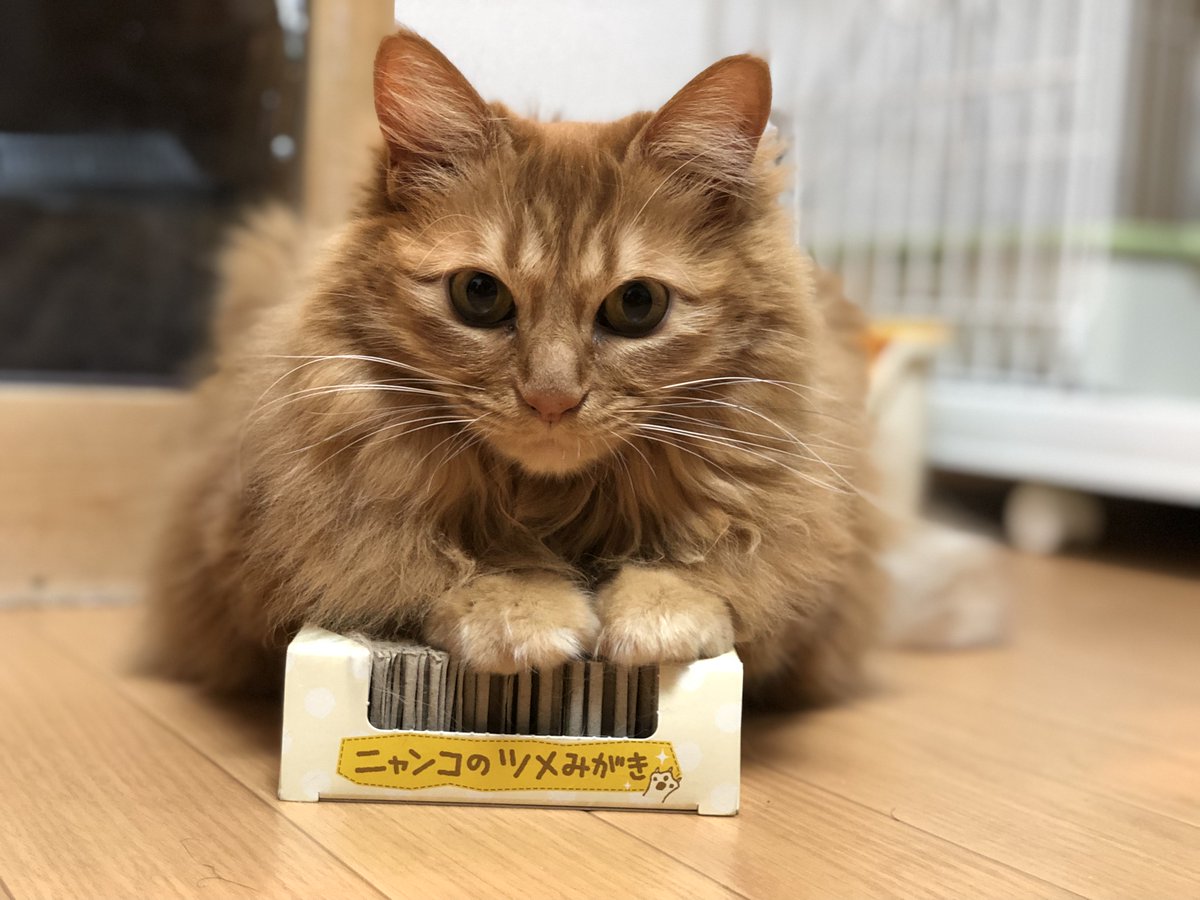 猫の日なので🐱 うちのリキ様を