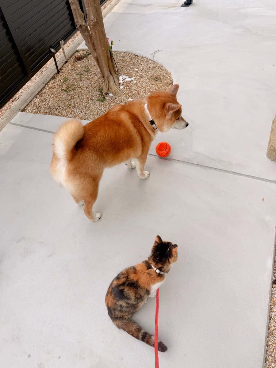 あめちゃん🐱 (@cocoakumikoda) / Posts / X