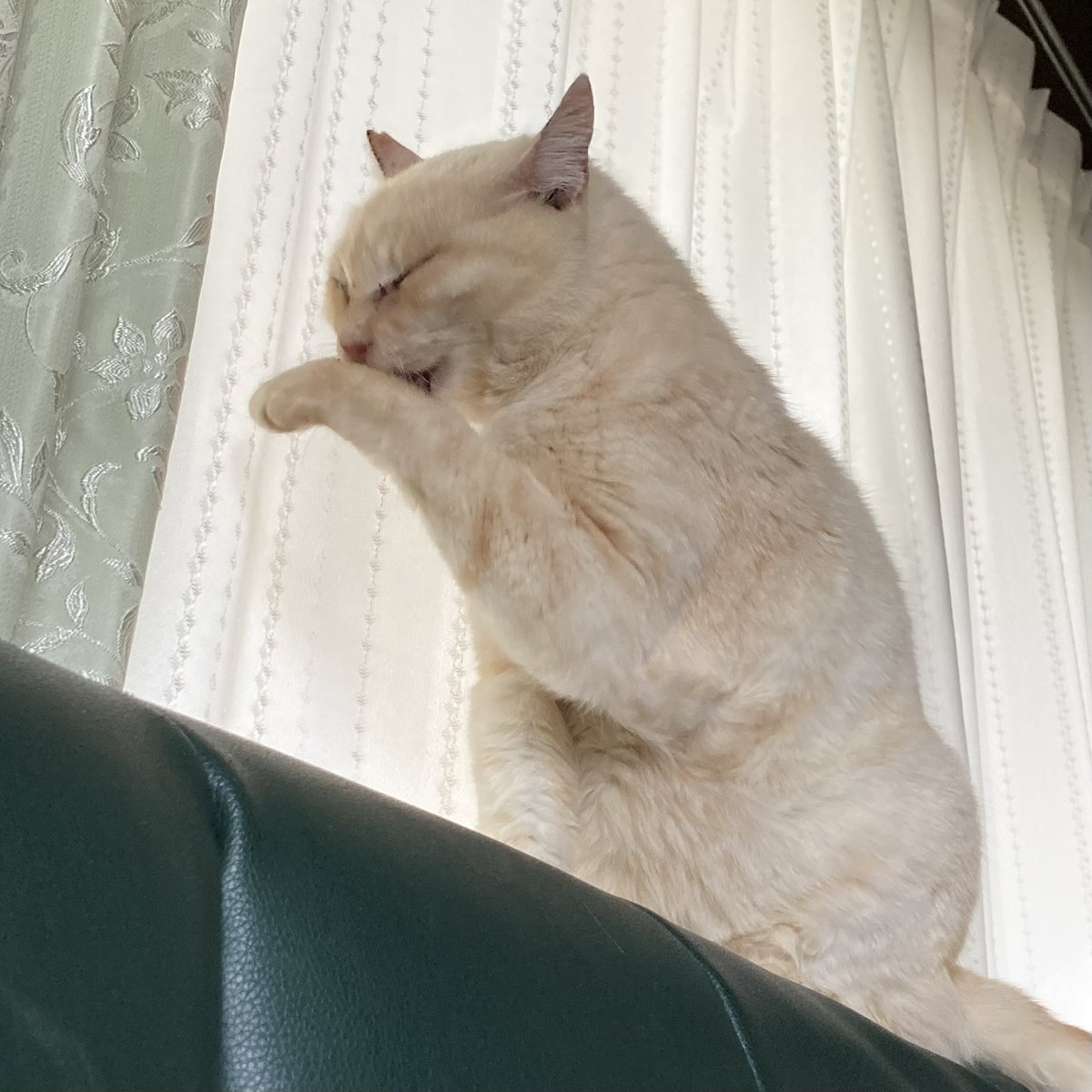 猫の日 なので、黒根さん〜の中に出てきた猫たちのモデルを紹介🐱‼️