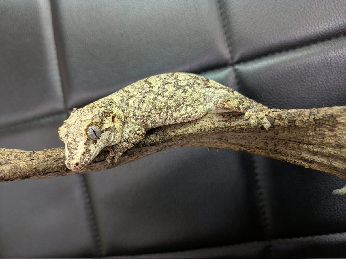 ももれおん😺 (@momoleon2357) / Posts / X