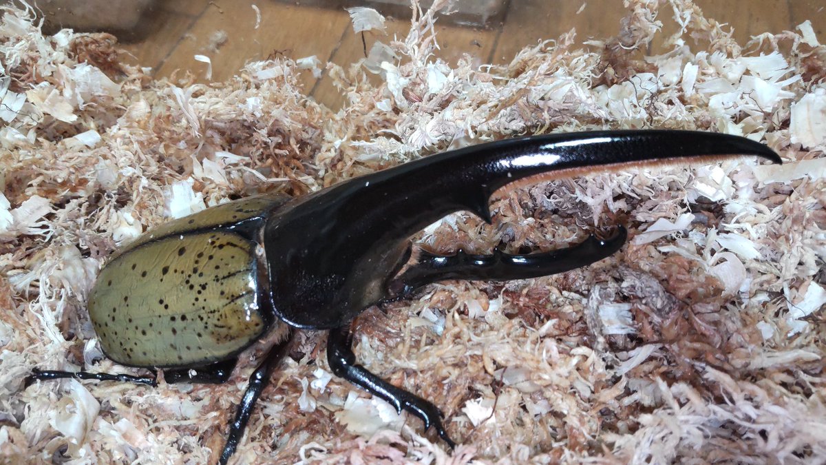 もうすぐお目覚め🐞💤 胸角太めで短いから小さいと錯覚してたけど