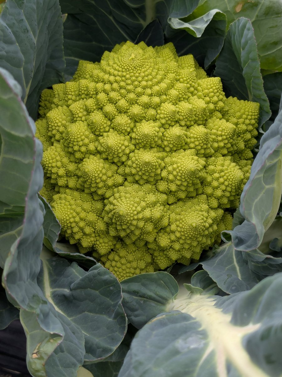 ひよこまめ🐣 (@tonobouzu) / Posts / X