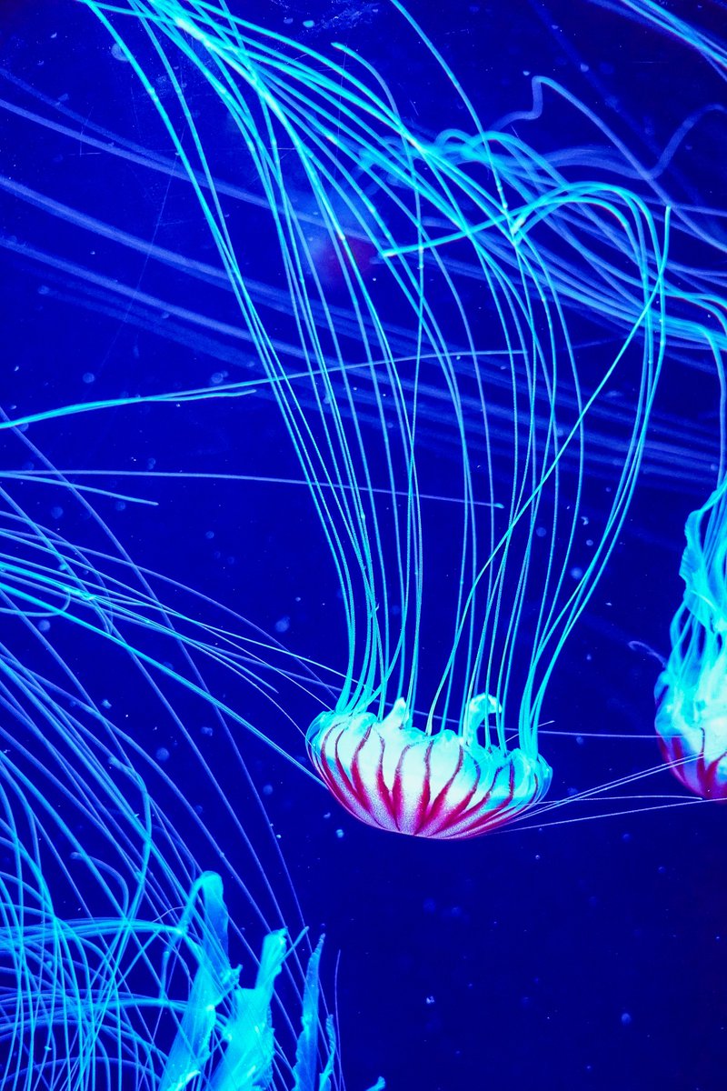 くらげ癒し AOAO SAPPORO #水族館 #AOAOSAPPORO