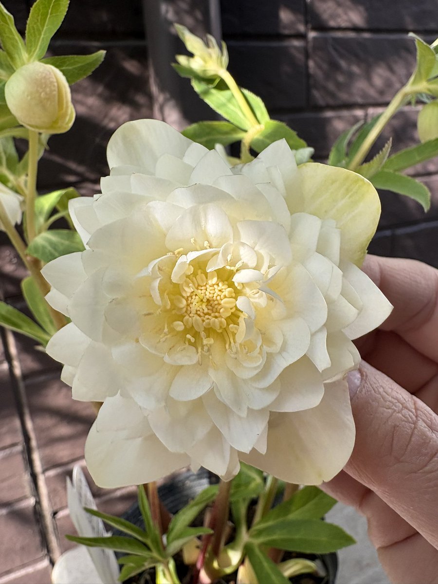 今朝も温かい♡や🔁有り難うございます🙇‍♀️✨ クリスマスローズ展で