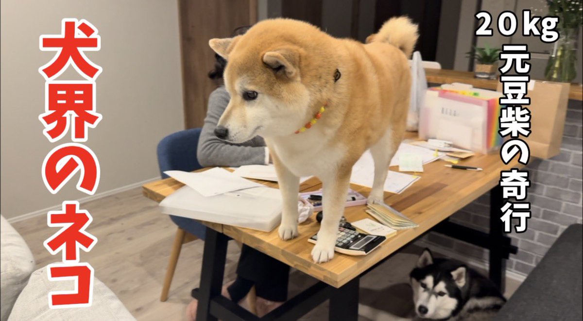 もちごめ兄弟 (@mochigome810) / Posts / X