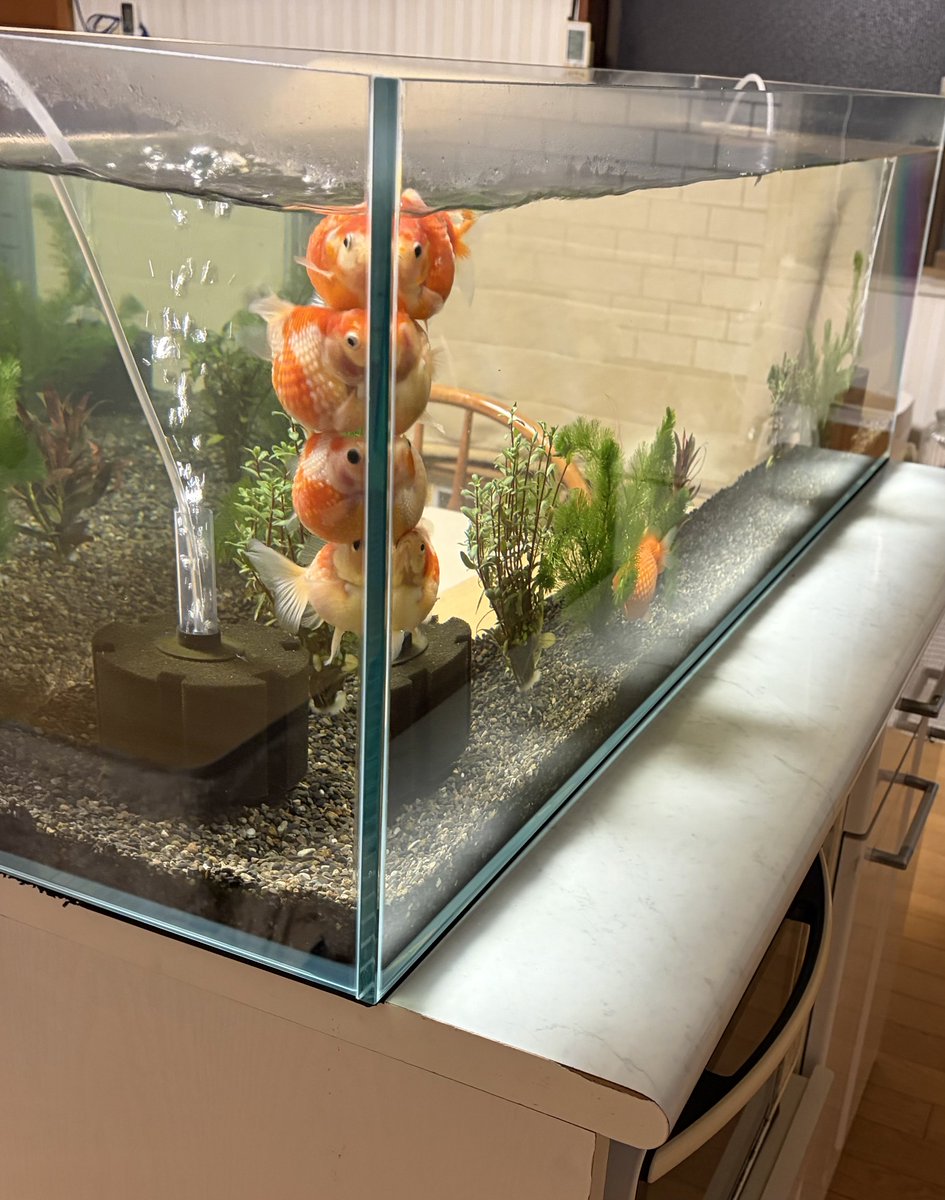 みっちゃん【公式】 (@mitchan5) / Posts / X