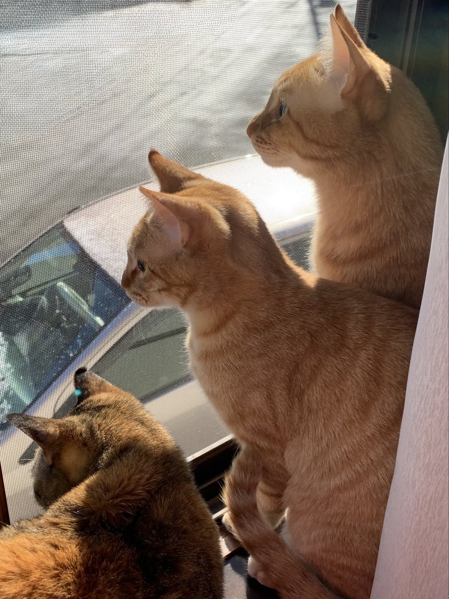 異常無いぜ✌️😸