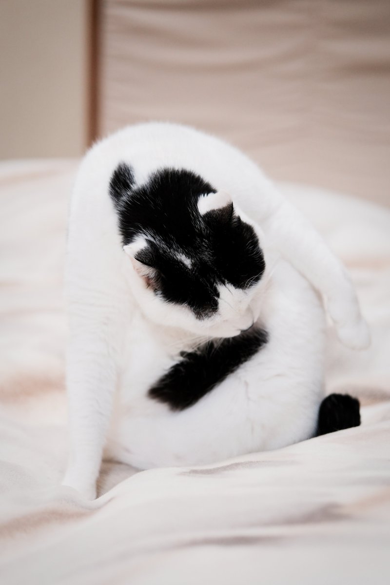 猫 #写真 おにぎり FUJIFILM X-T50 FUJIFILM XF50mmF2 R WR