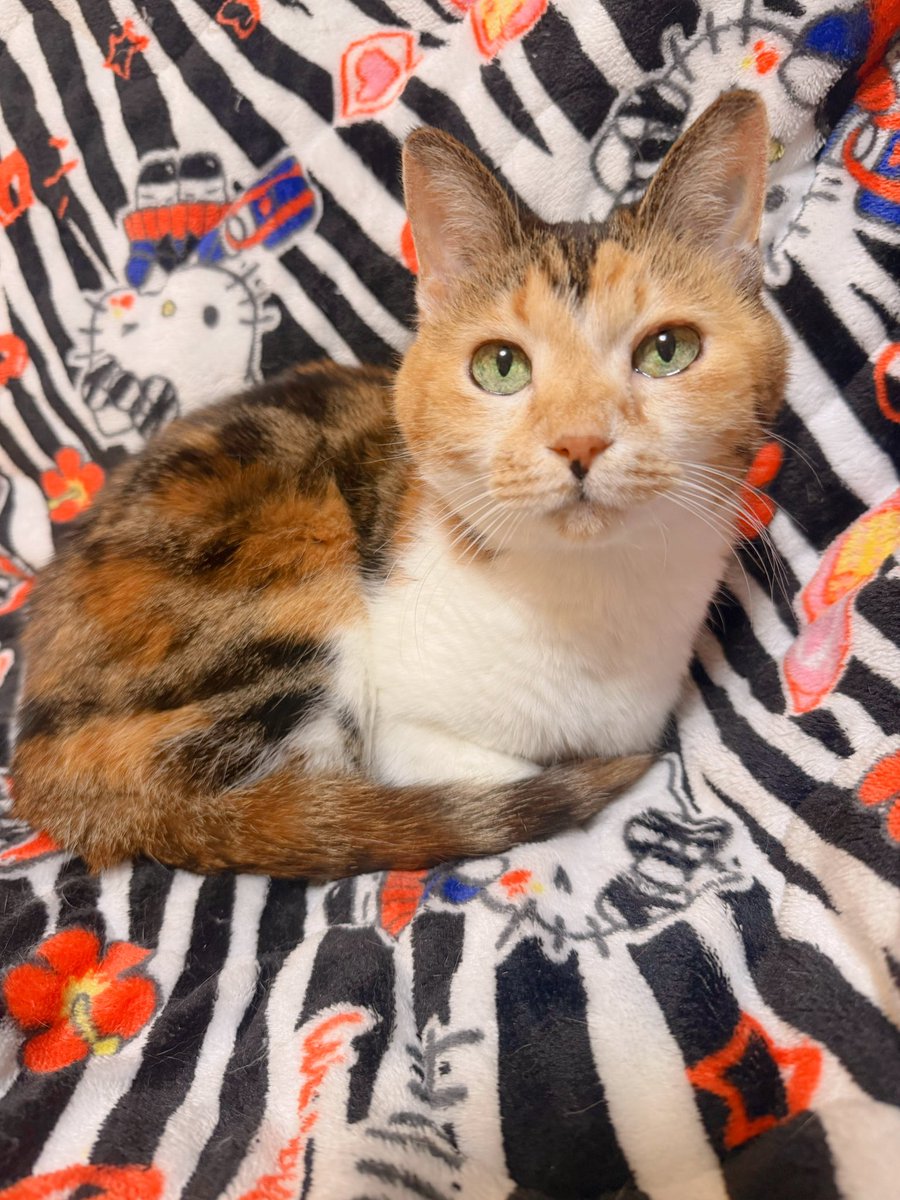 あめちゃん🐱 (@cocoakumikoda) / Posts / X