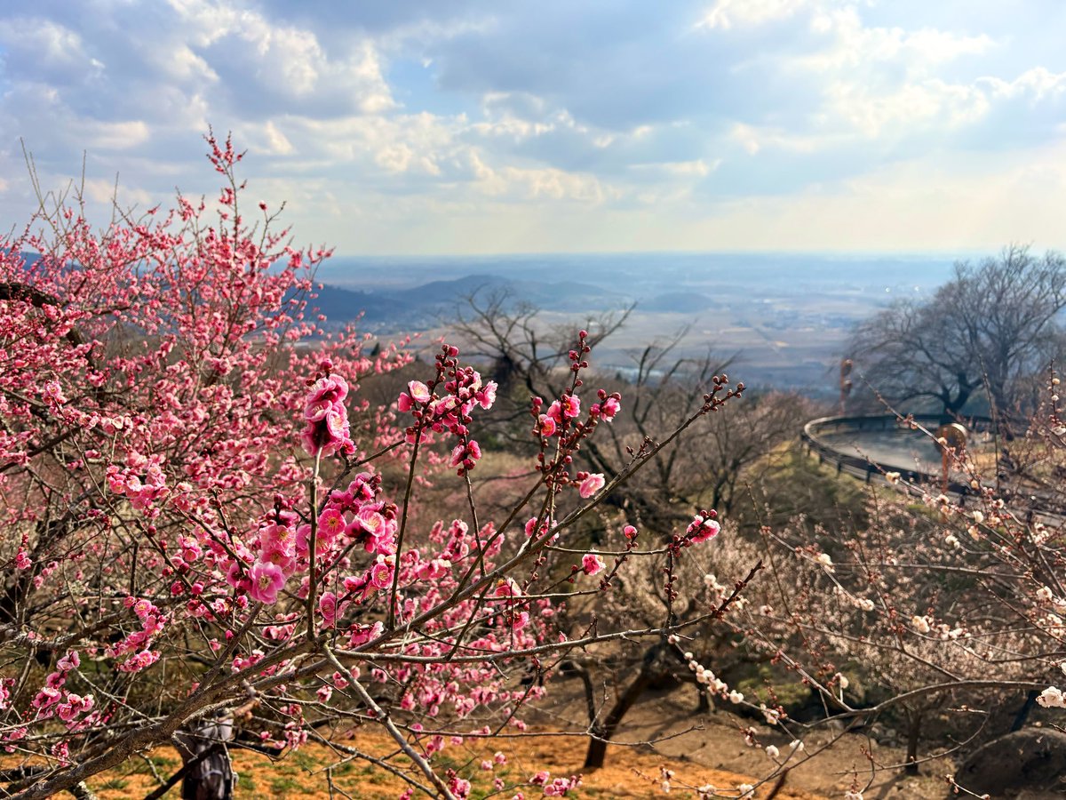 スズキ ミサキ (@sAngela1155604) / Posts / X