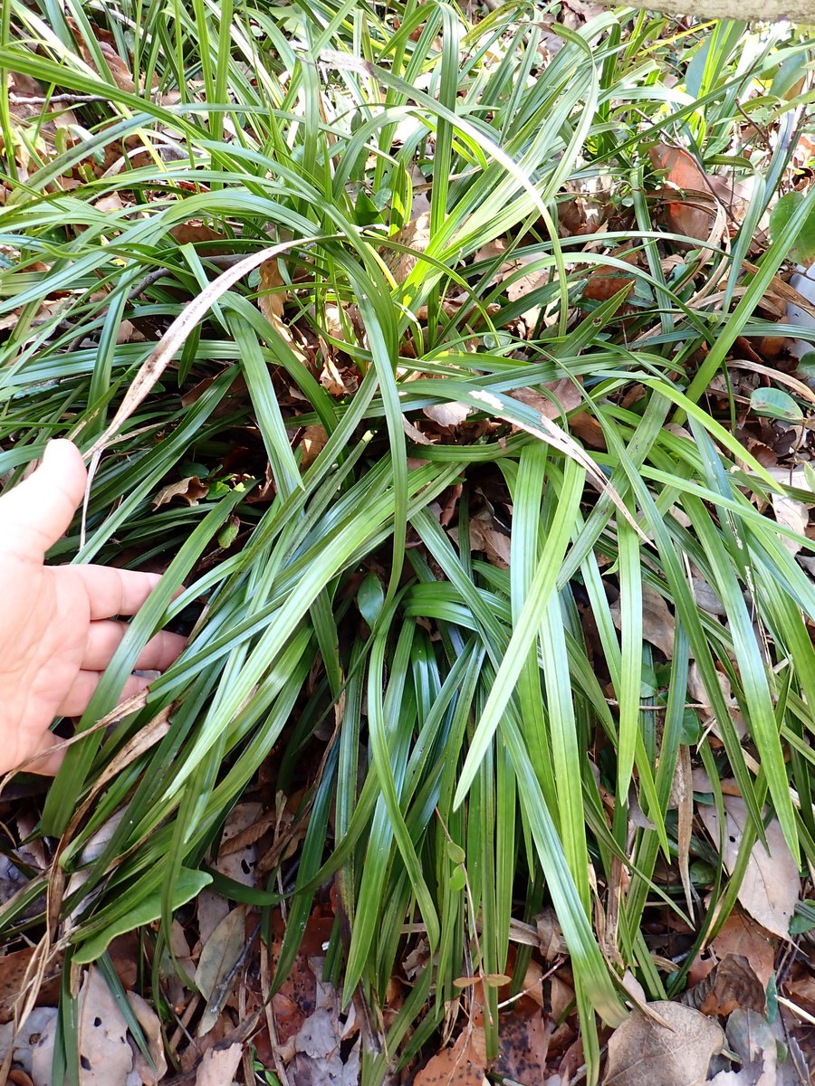 ロロ (@tricolororo) / Posts / X