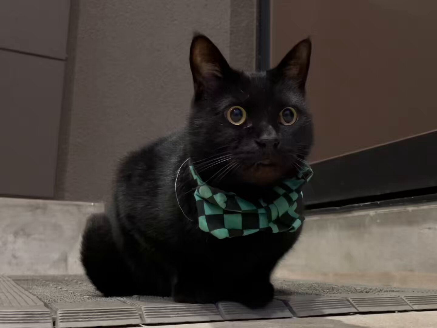 黒猫みんと 黒猫みんと 黒猫みんと 黒猫みんと ぴえん猫ミント