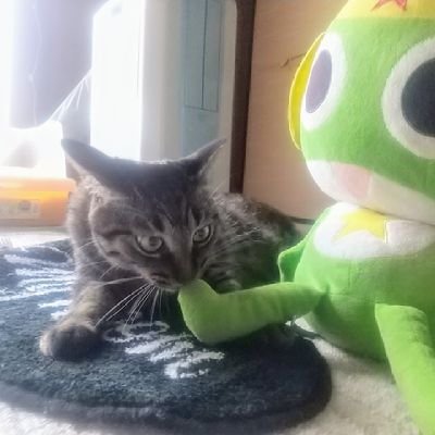 tinmi (@NekoTinmi) / Posts / X