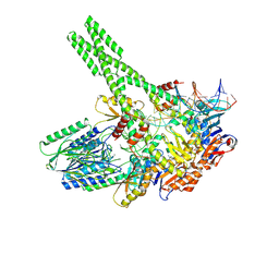 7yzp - Hairpin-bound state of the E. coli Mre11-Rad50 (SbcCD) head