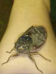 グレン・フォード死去 : 映画の心理プロファイル