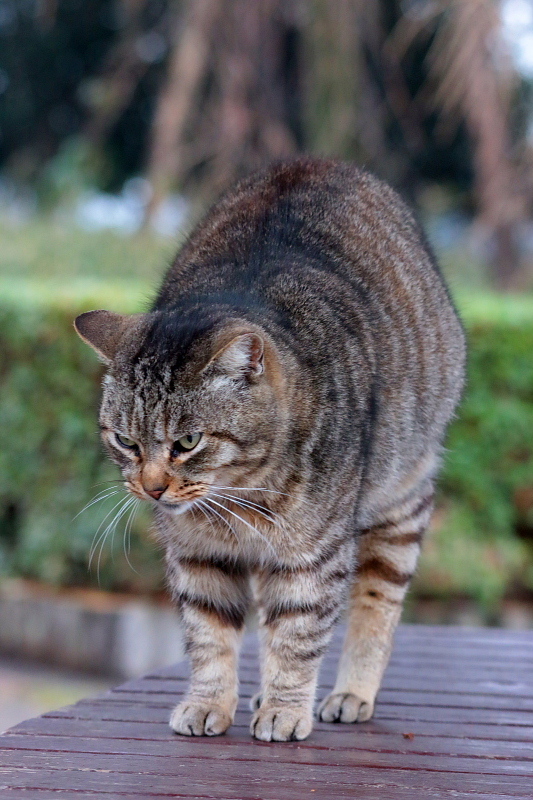 多々良沼公園のさくらねこたち : 星の小父さまフォトつづり