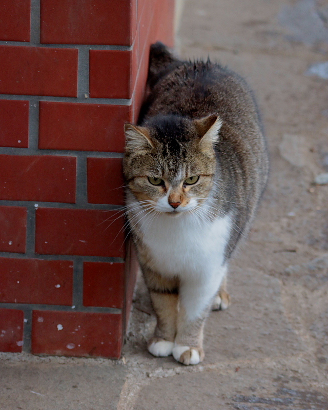 多々良沼公園のさくらねこたち : 星の小父さまフォトつづり