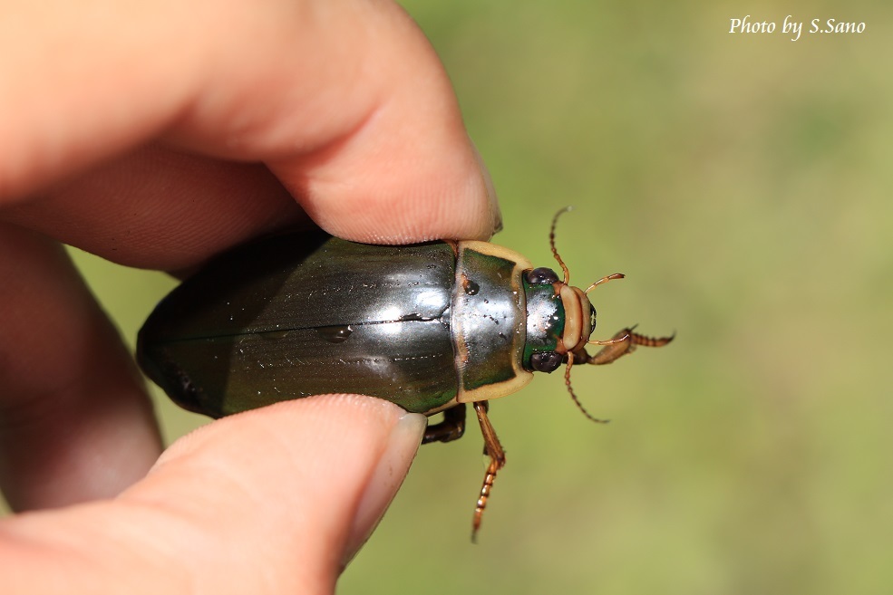 ゲンゴロウモドキ : 海を歩くゲンゴロウ