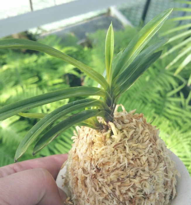 亀谷金牡丹縞 : □ サムライ オーキッド □ 富貴蘭 セレクトショップ