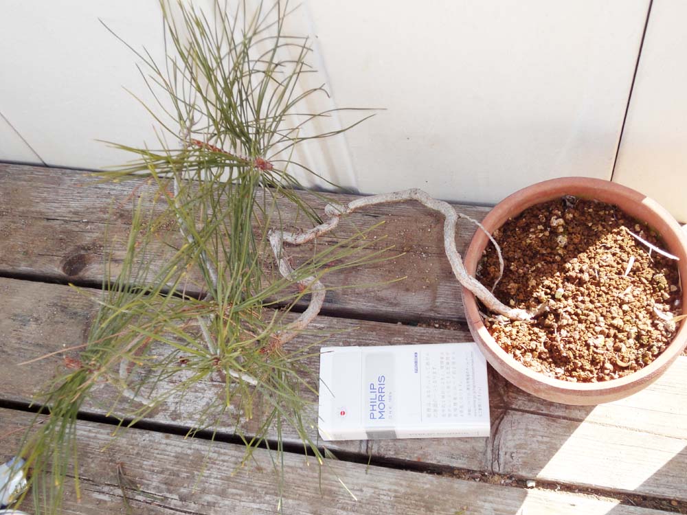 赤松根上がり : 風流盆栽