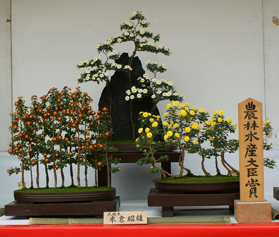 盆栽菊競技は終わる : 盆栽菊を楽しむページ