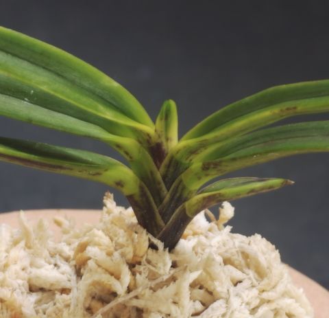 黄牡丹錦の親…黒牡丹 No.1 : □ サムライ オーキッド □ 富貴蘭