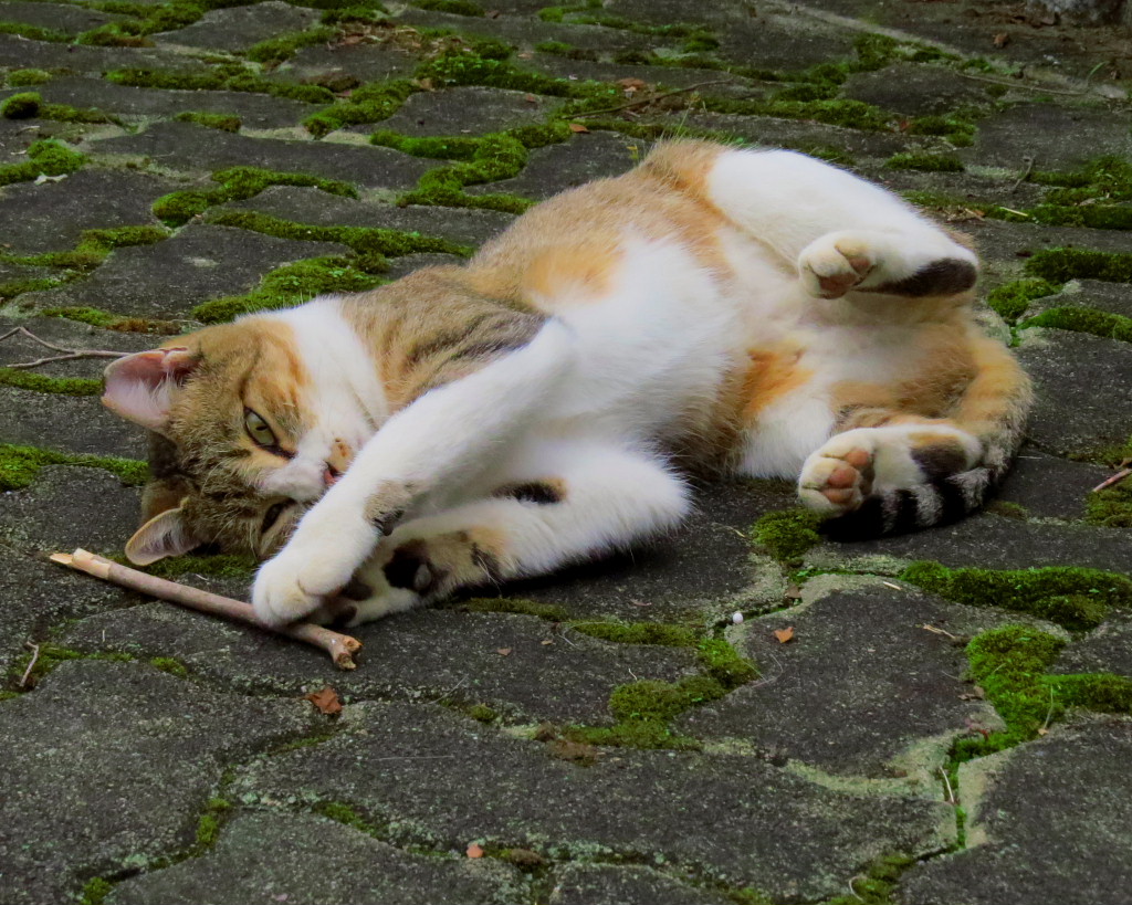 多々良沼公園のネコたち : 星の小父さまフォトつづり