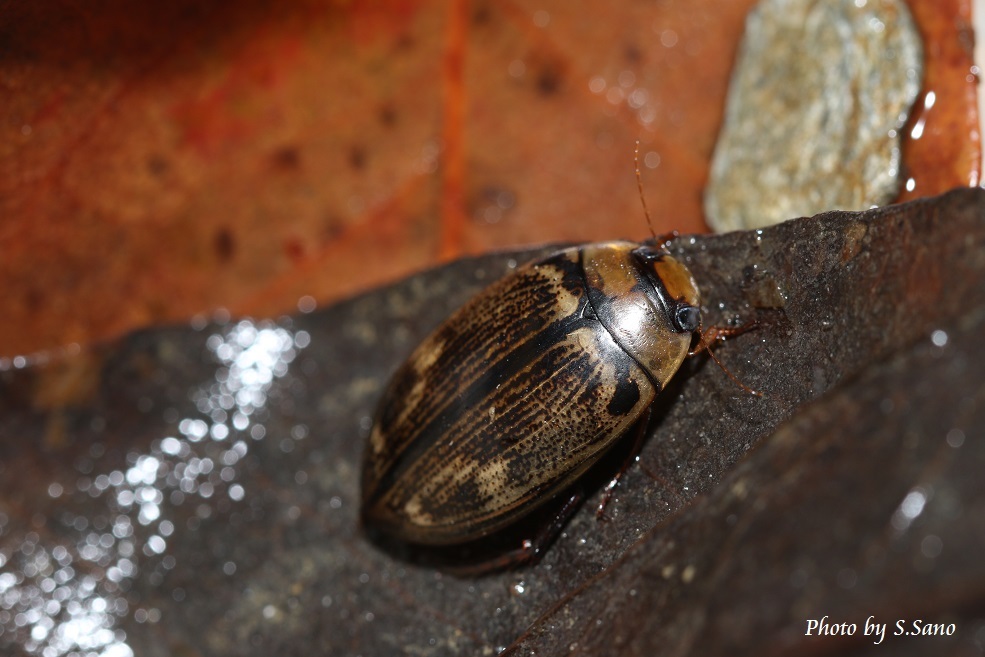 ヤンバルオオイチモンジシマゲンゴロウ : 海を歩くゲンゴロウ