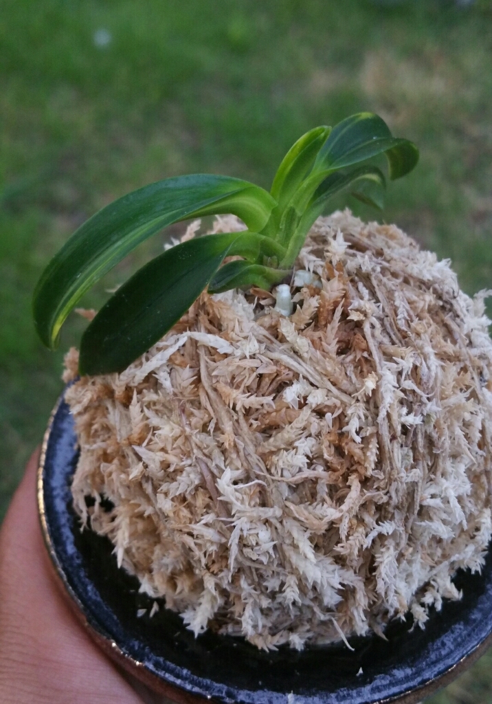 大波青海縞 東海錦 : □ サムライ オーキッド □ 富貴蘭 セレクト