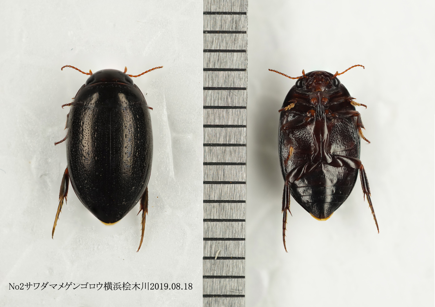 エゾヒメゲンゴロウ と オオヒメゲンゴロウなど : 北のフィールドノート