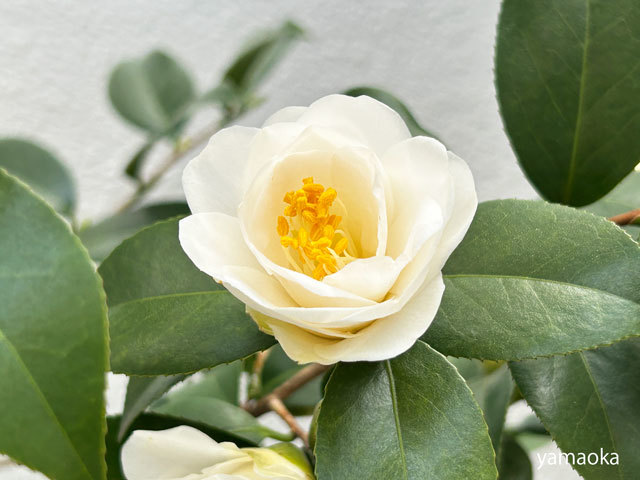 謡う」という第三の文体を確立した事が、阿部完市の文体面での功績で