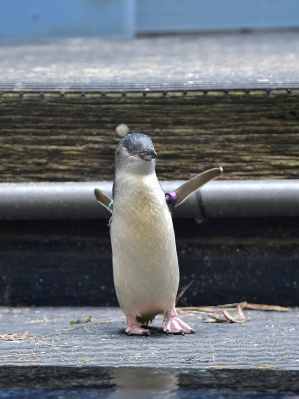 リトルペンギン、フェアリーペンギン : bonsoir