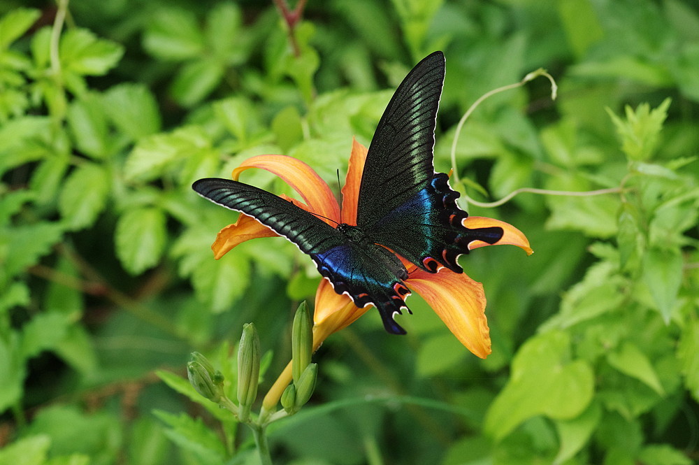 2022．6．22 東京・白金の森 ミヤマカラスアゲハ 2022．7