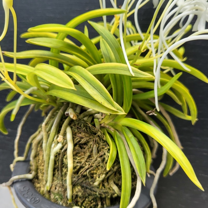 富貴蘭 青軸富嶽・株立 : 富貴蘭チャンネル