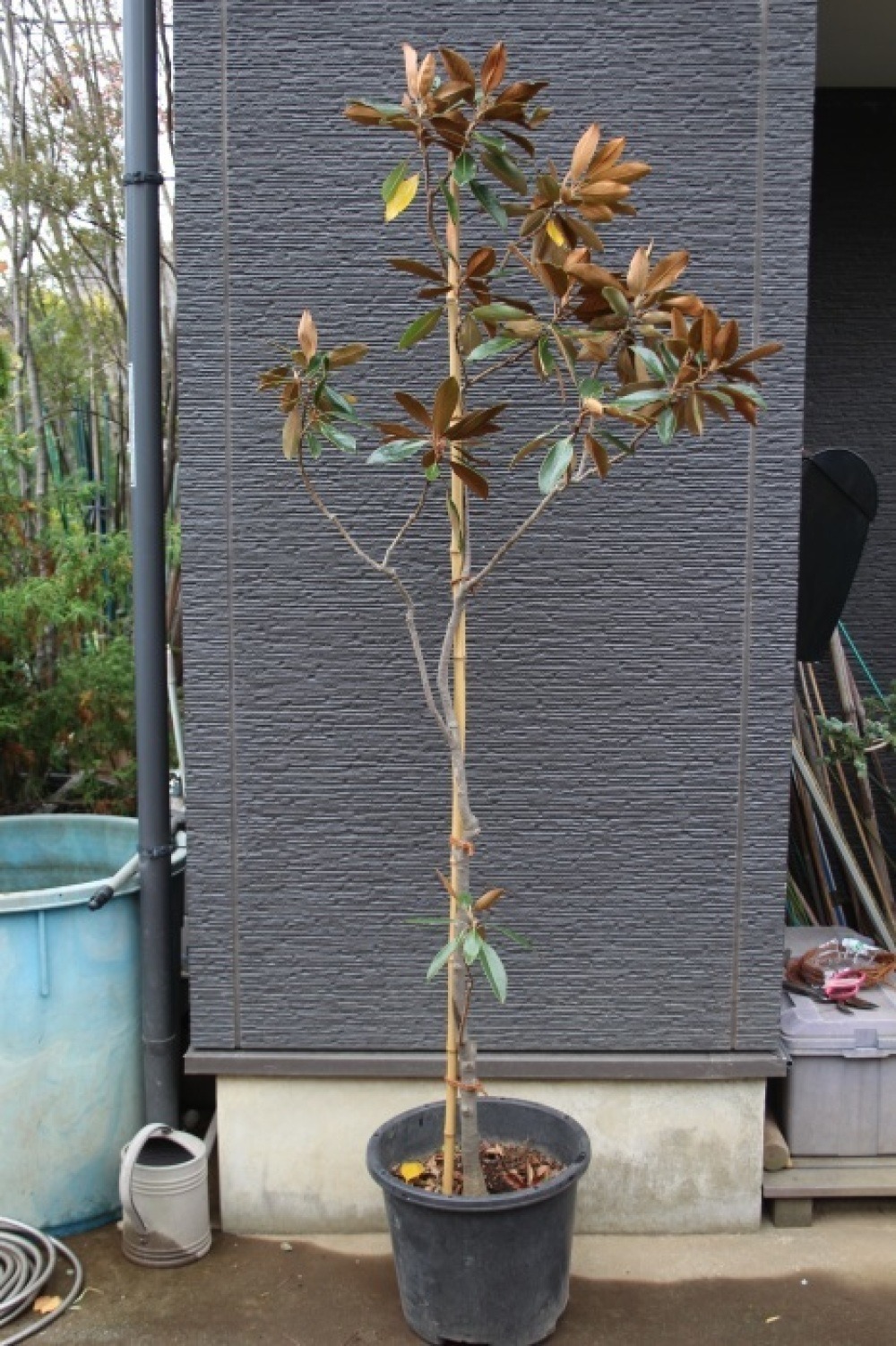 タイサンボク ケイパレス/ 949 猫山さん専用 タイサンボク ケイパレス