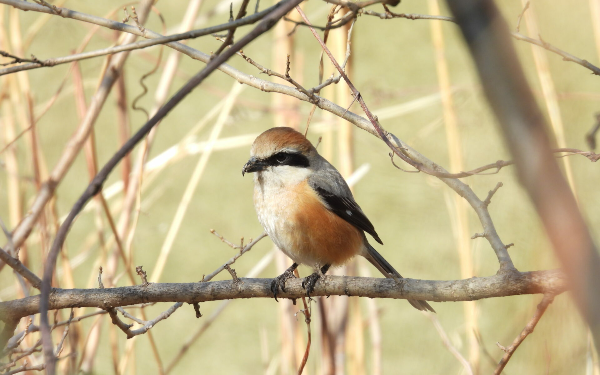 小さなハンター モズの生態と名前の秘密 – peckersの野鳥ブログ