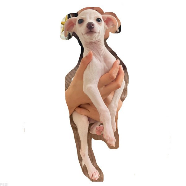 シンバくん | PEDI