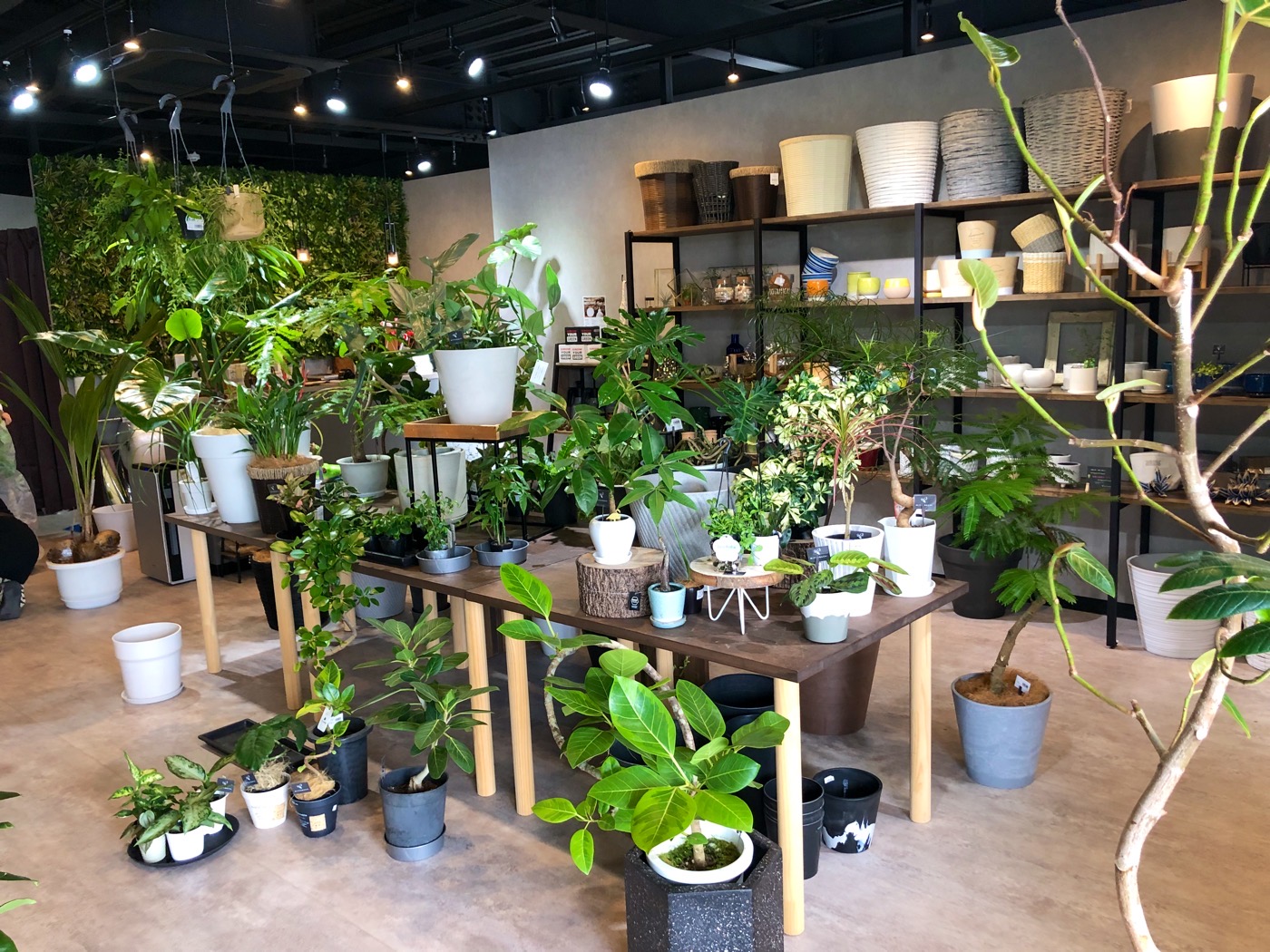 大阪高石市にある観葉植物専門店のMITSUBACHIに行って来ました