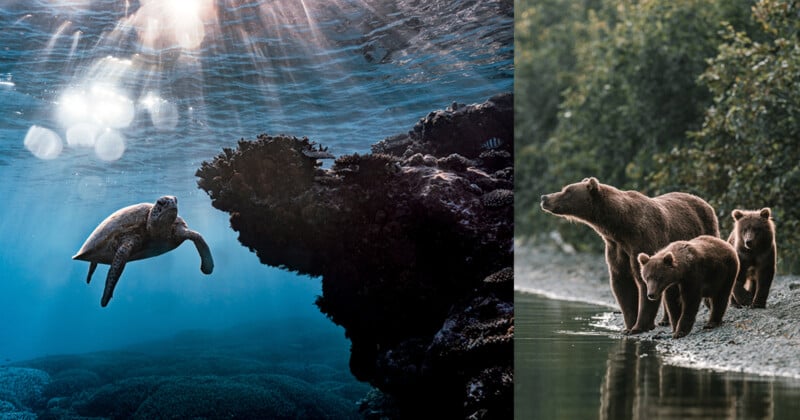 8 Pro Tips to Elevate Your Nature Photography Instantly | PetaPixel