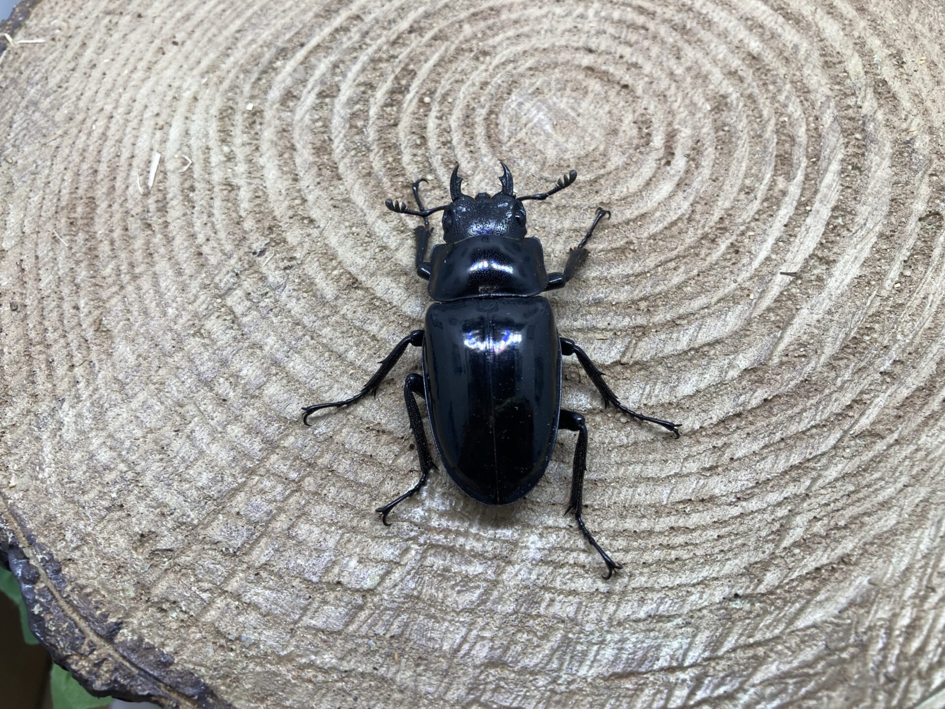 H*U様 【AL1122】ユッカ リギダ 超希少トリプルヘッド AL786