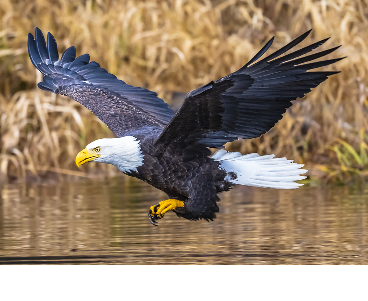 絶滅危機にあったアメリカ・ハクトウワシが羽数を増加中｜ワールド