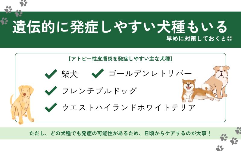 アトピーの犬と暮らす飼い主さん向けドッグフードおすすめ20選！【獣