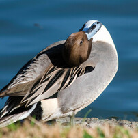 PENTAX(ペンタックス)のレンズ smc PENTAX-DA 55-300mm F4-5.8ED で